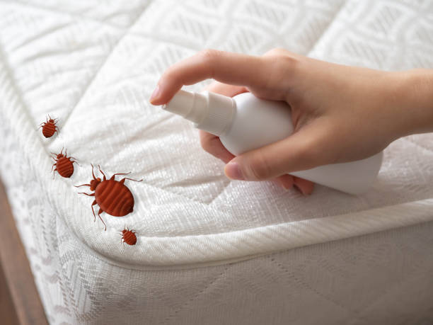 Trusted Golden Hills, CA Pest Control Experts